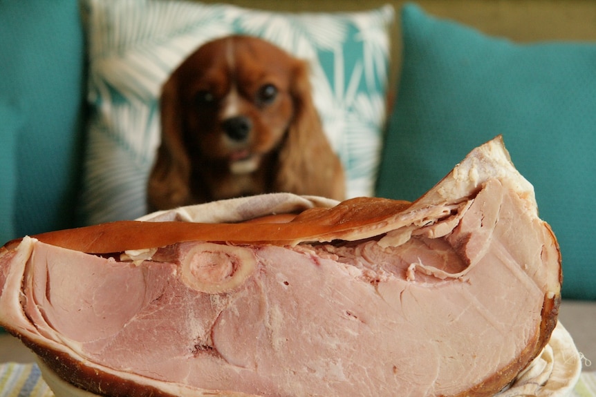 A dog overlooking a Christmas ham