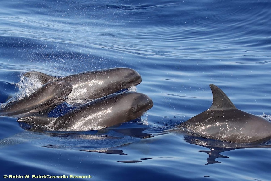 Three melon-headed whales, really dolphins, swimming in the ocean