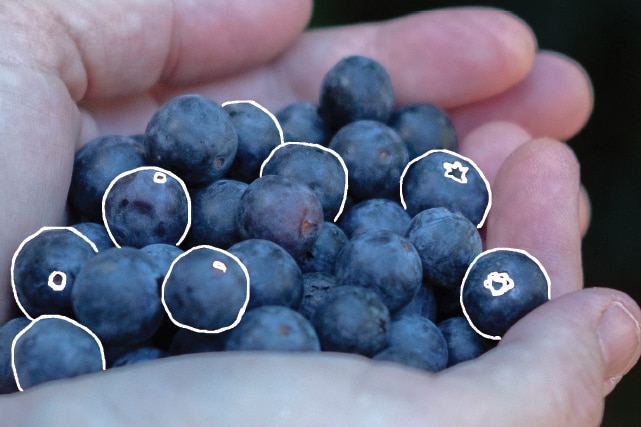 Blueberries