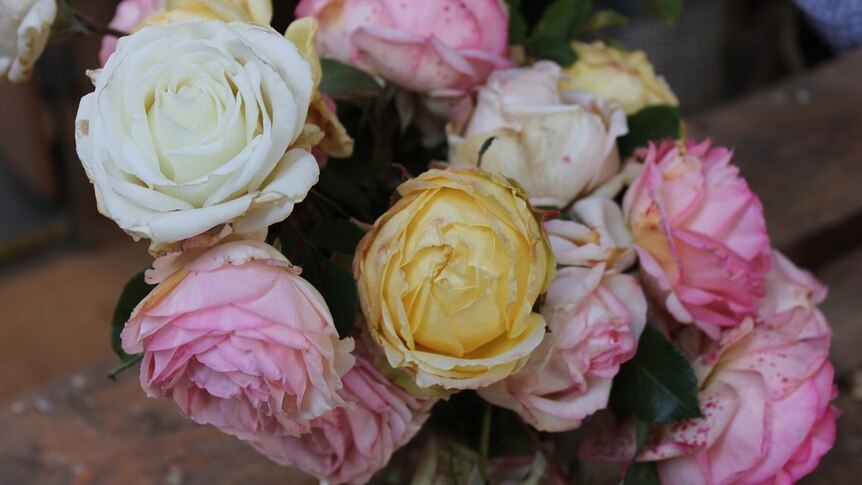 White, yellow and pink roses in a bouquet