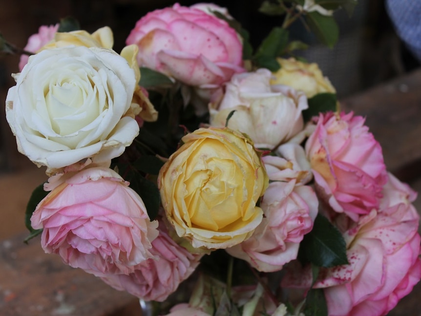 White, yellow and pink roses in a bouquet