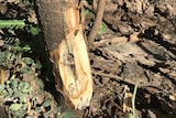 The trunk of a Parkinsonia tree six months after inoculation with the fungus based bioherbicide.