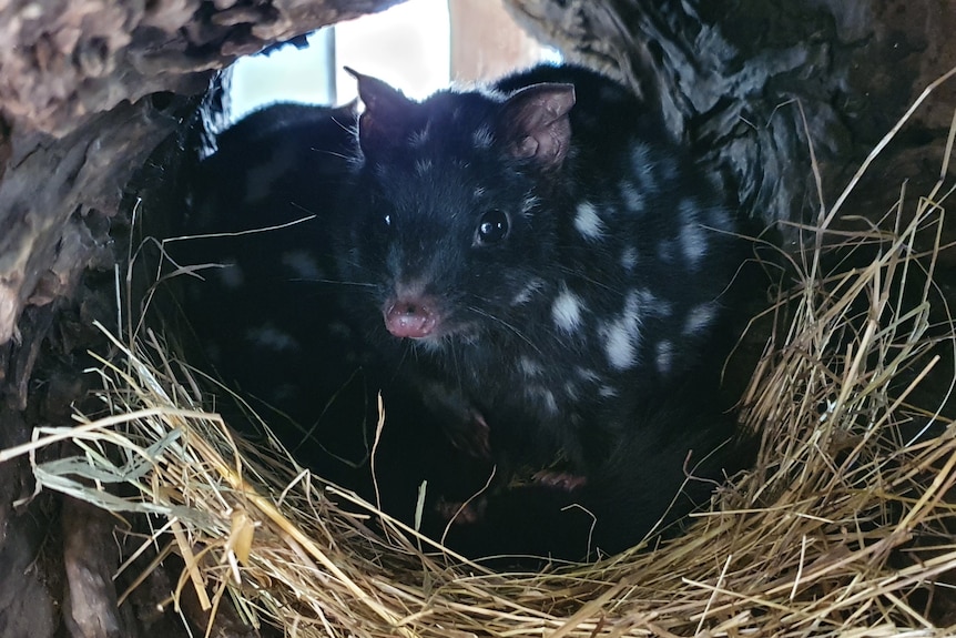 An eatern quoll in a burrow with straw