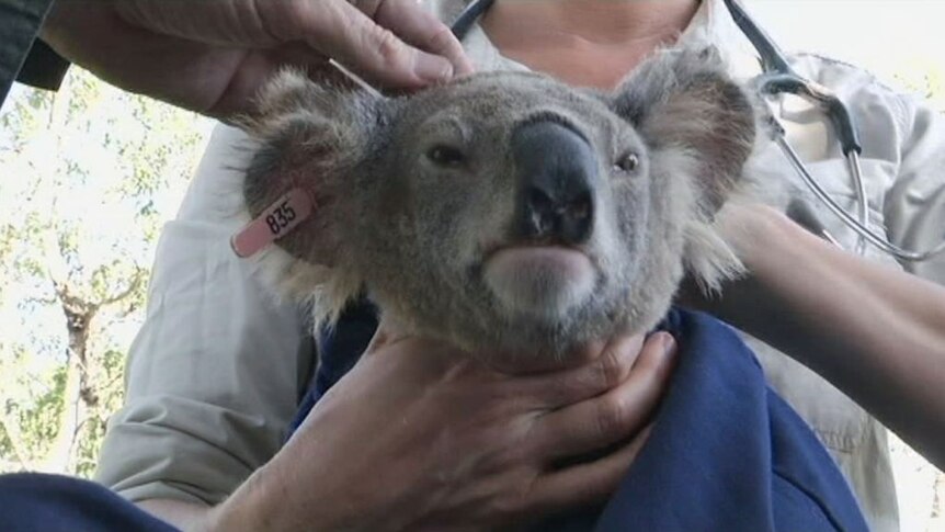 Thriving Somerset koalas give scientists hope for species survival