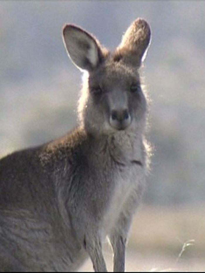 Shooter fined over 61 kangaroo kill at Portland - ABC News