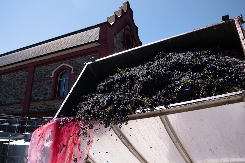 Grapes being poured outside Château Tanunda. 