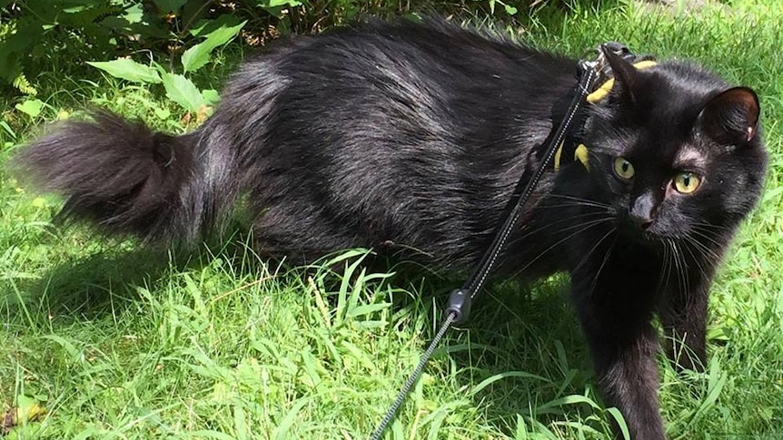 A black cat called Buddy, otherwise known as "Big Sexy".