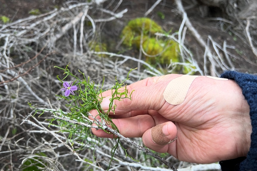 He holds a small purple wildflower, his hand has a plaster on it.
