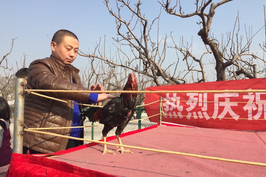 A farmer prepares a rooster for a cockfight at a poultry farm near Beijing ahead of the Chinese New Year