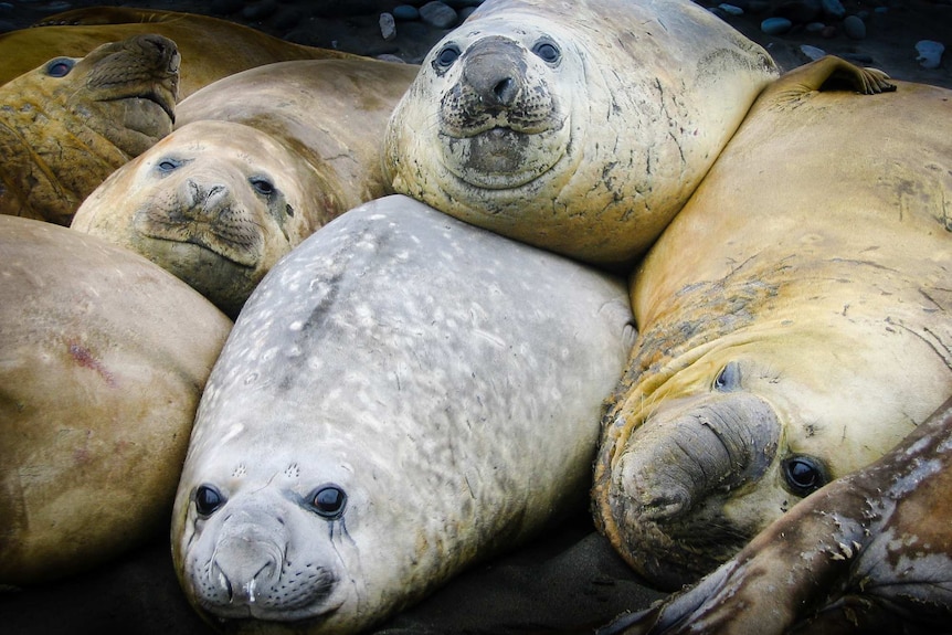 A group of elephant seals look at the camera and appear to be smiling on Heard Island
