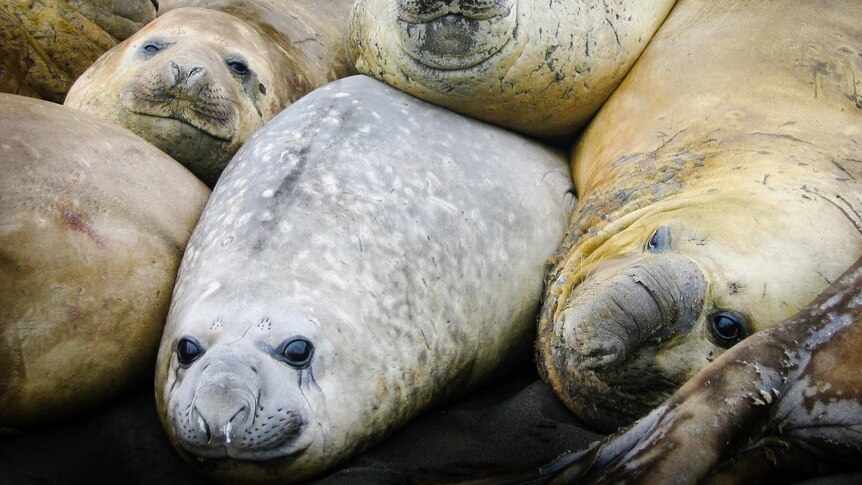 A group of elephant seals look at the camera and appear to be smiling on Heard Island