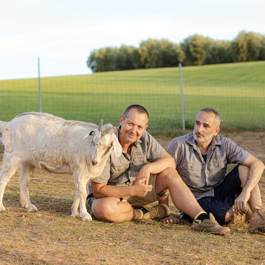 a goat and two men sitting in a paddock