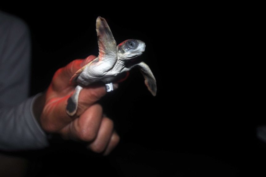 Baby turtle fitted with a tiny tag