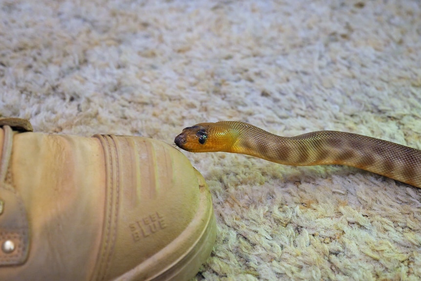 A yellow and brown spotted snake next to a grey work boot.