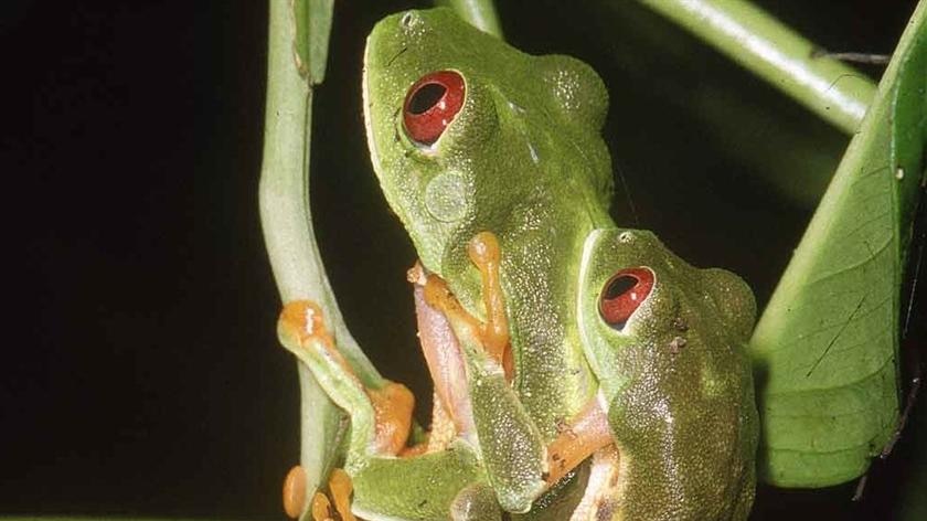 Red-eyed treefrog