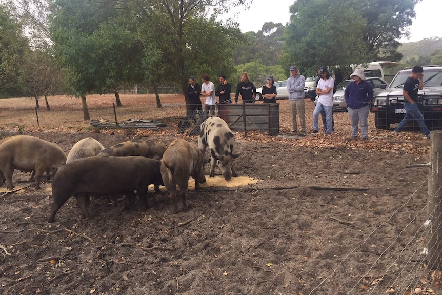 Students overlooking pigs at local farm.