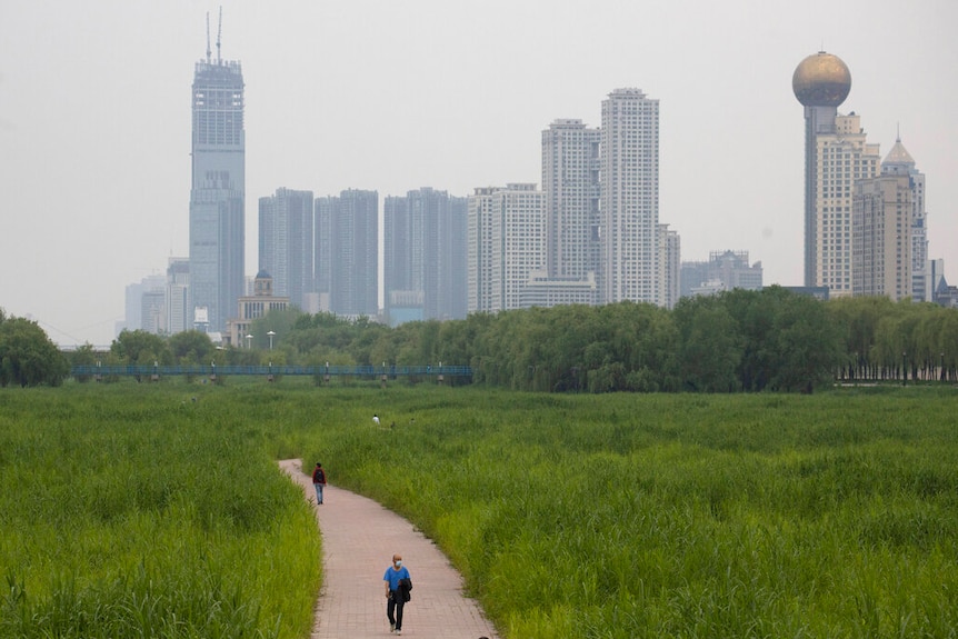 You see the Wuhan skyline on an overcast day behind a verdant field of green riverside reeds.