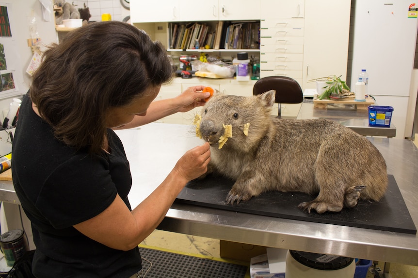 A taxidermist works on the face of Tonka the wombat