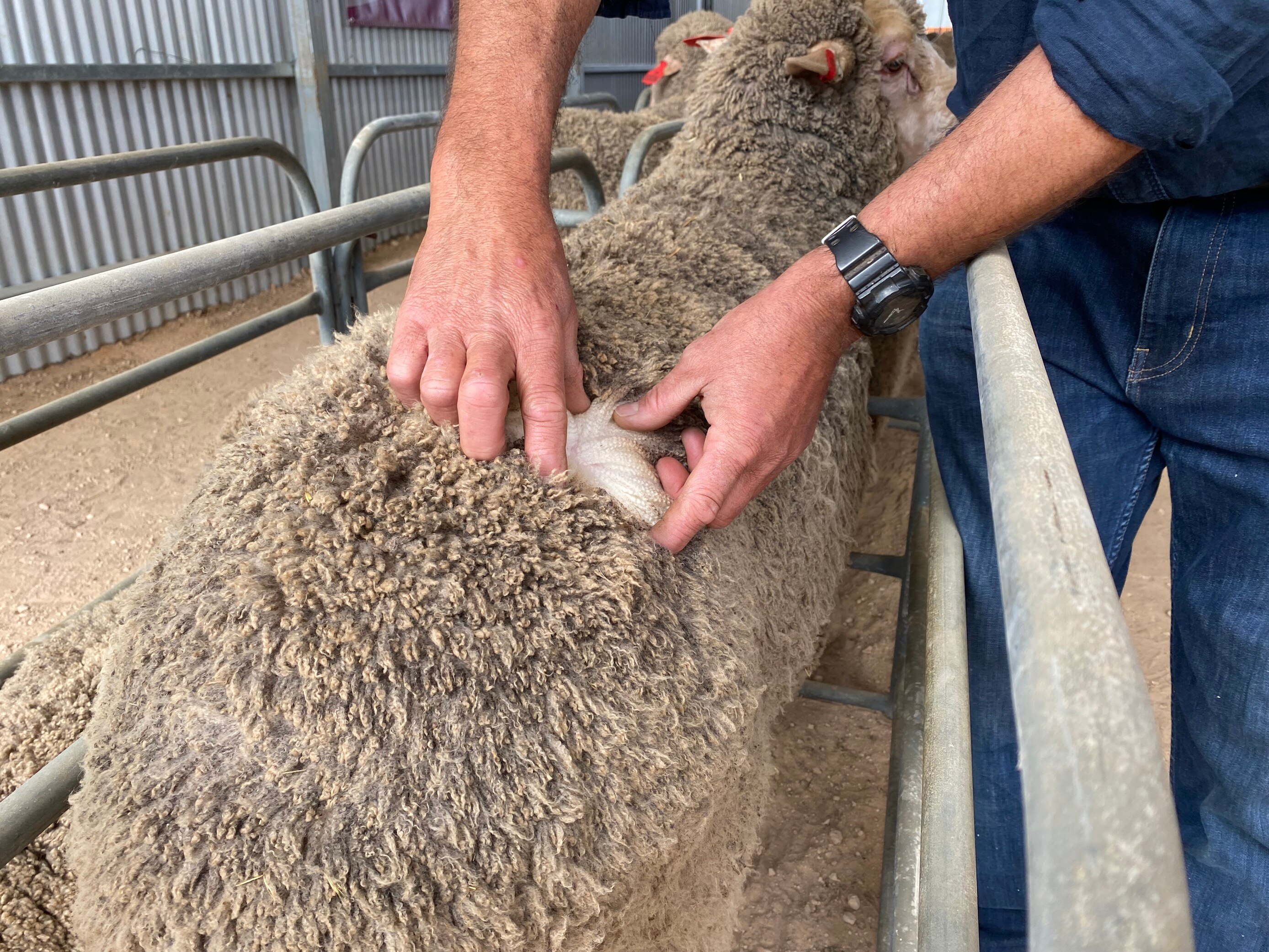 Riverland ram sale inspires high school students to consider jobs in ...