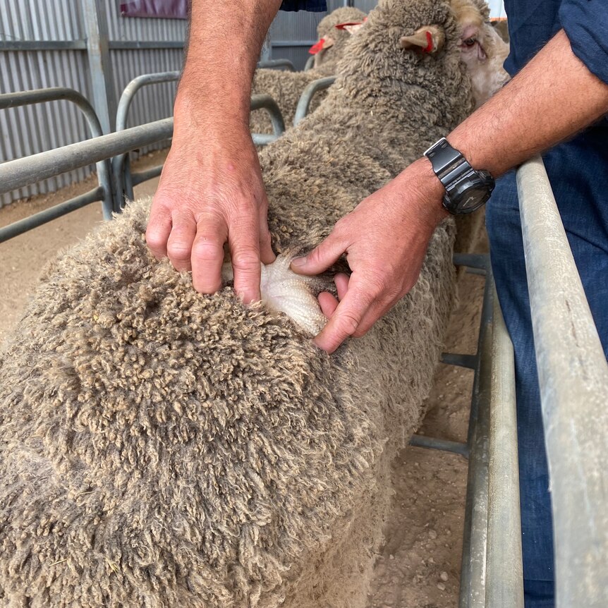 A woolly ram is in a pen.. Tanned hands separate the wool, showing the white wool underneath a darker coat. 