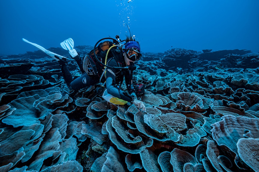Taken underwater, a female diver looks at the camera while she hovers above a great coral landscape