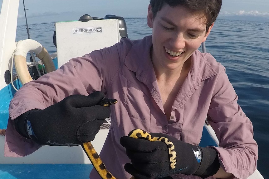 Jenna Crowe-Riddell is on a boat handling a small yellow-bellied sea snake, in Costa Rica.