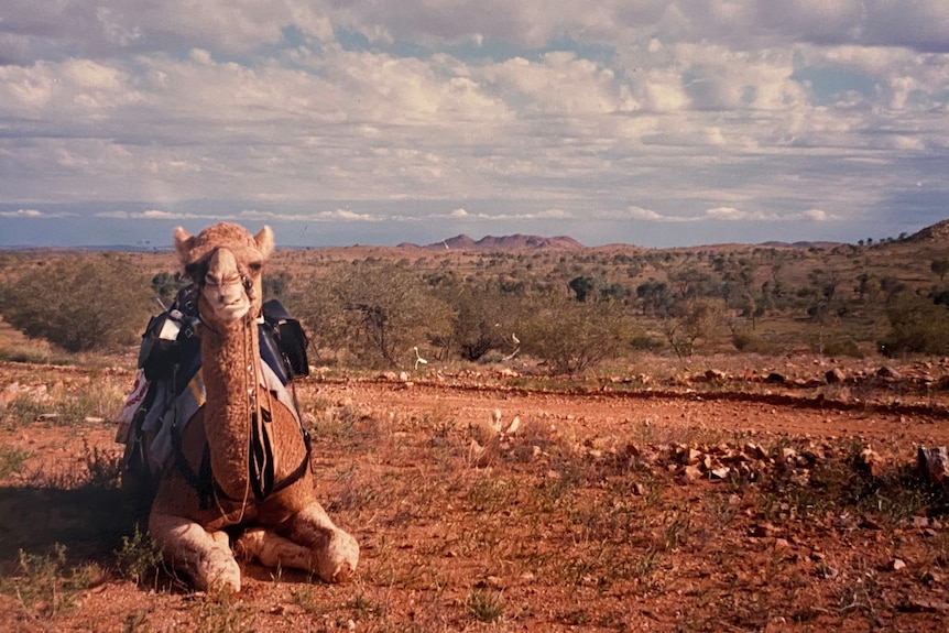 A camel sits, looking at the camera, a rugged outback landscape in the background. 