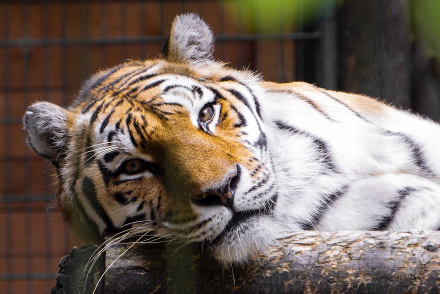 A tiger looks through the bars at a zoo.