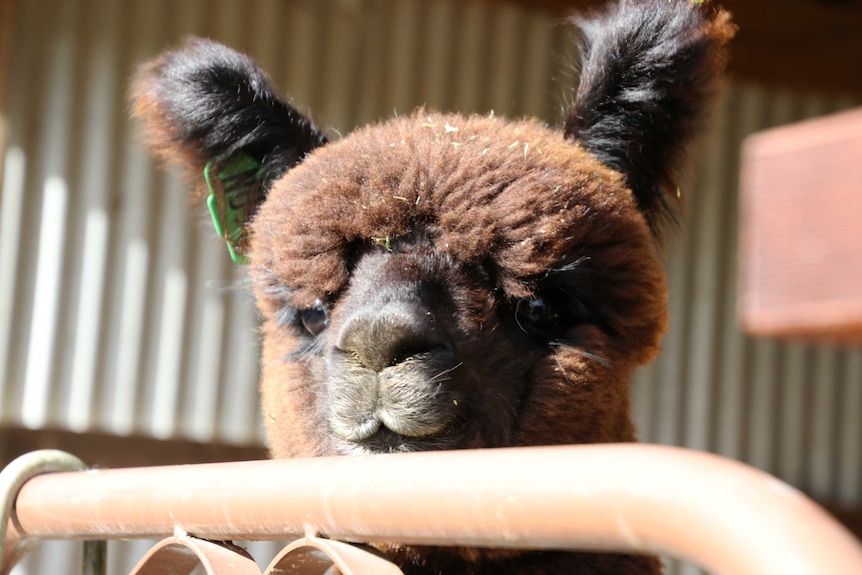 A brown alpaca peers over a fence.