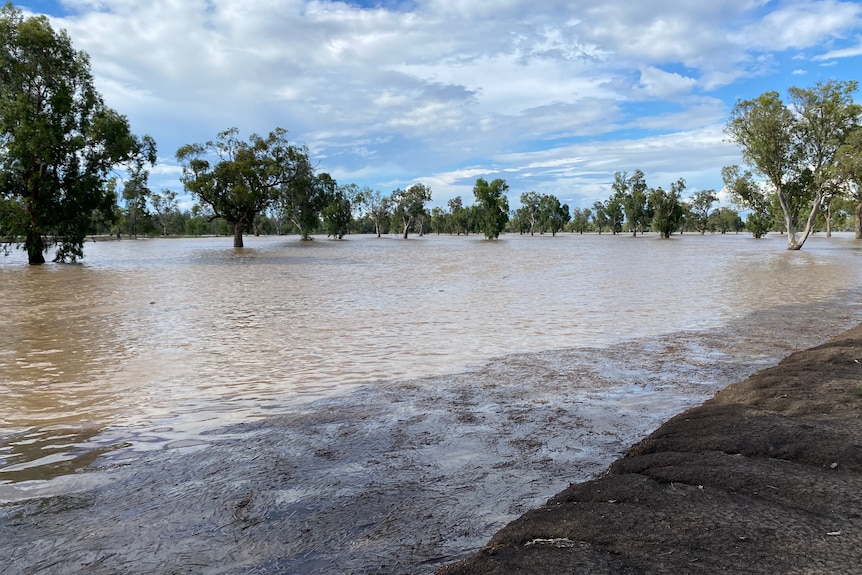 A flooded paddock, with muddy water lapping big old gum trees.