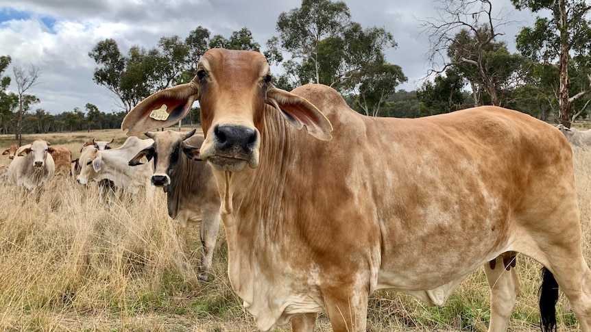 A caramel coloured brahman cow.