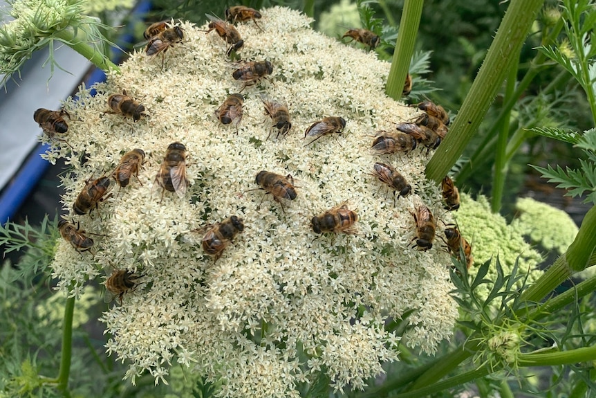 dozens of hoverflies sit on the flower of a carrot seed plant