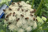 dozens of hoverflies sit on the flower of a carrot seed plant