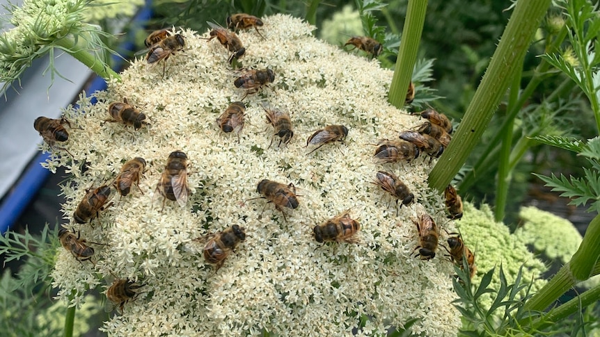 Researchers on a mission to find pollinator friends for honey bees