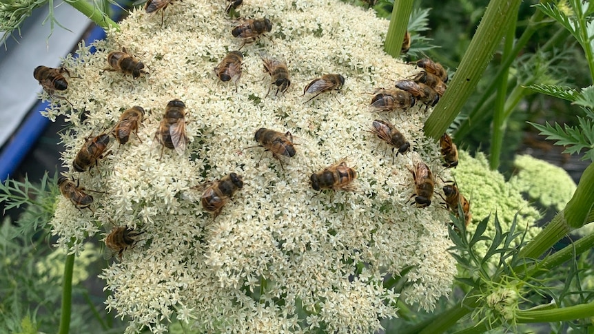 Dozens of hoverflies sit on the flower of a carrot seed plant