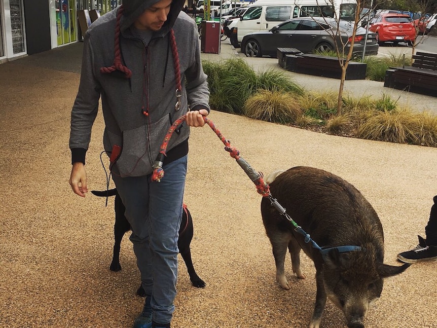Matthew Evans used to regularly walk his pet pig Grunt along Wangaratta's streets.