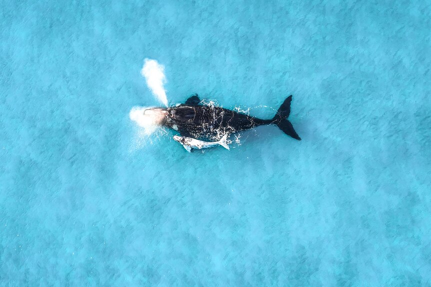 adult whale swimming with white calf in blue water