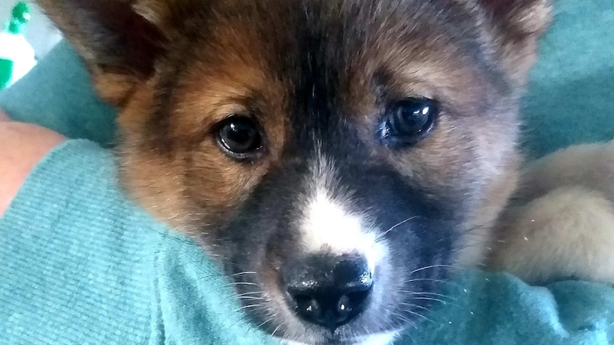 Dingo pup being held