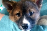Dingo pup being held