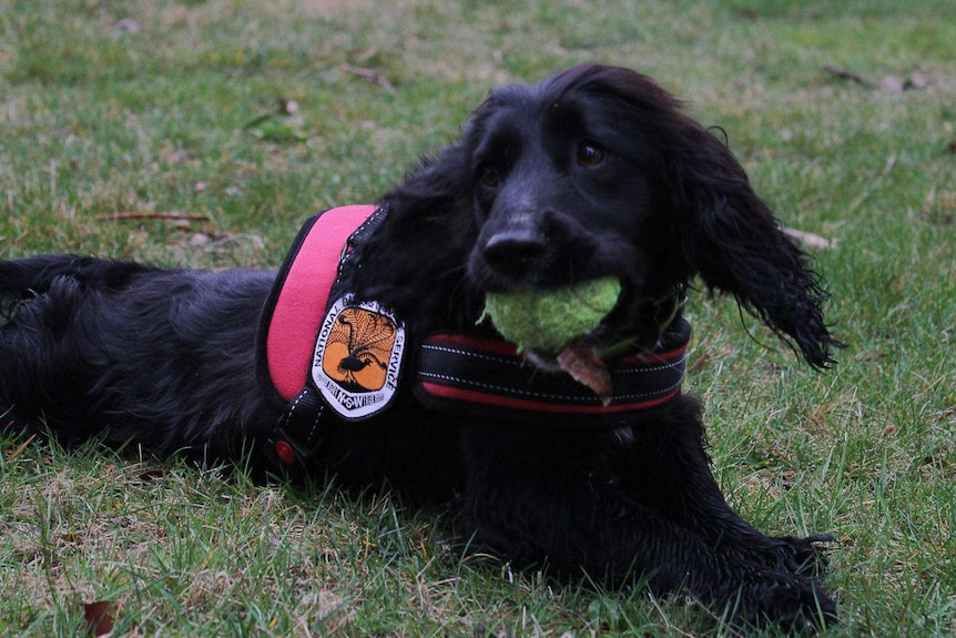 Sally the weed detecting dog