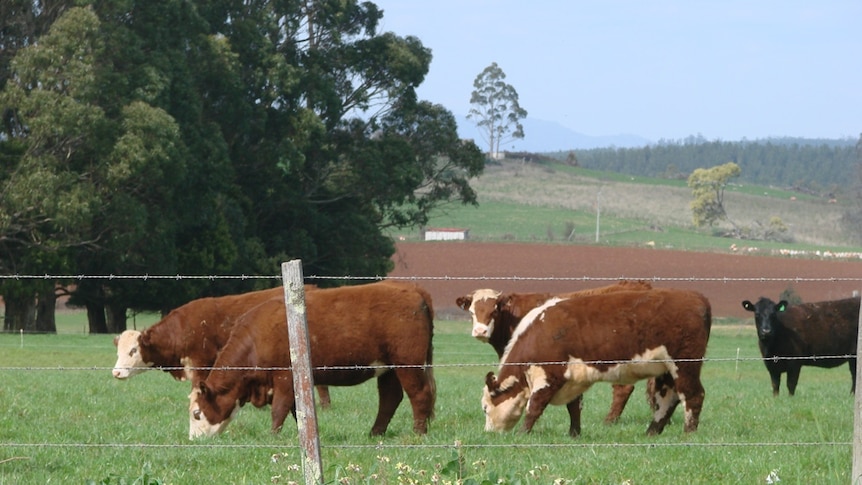 A Hereford cow