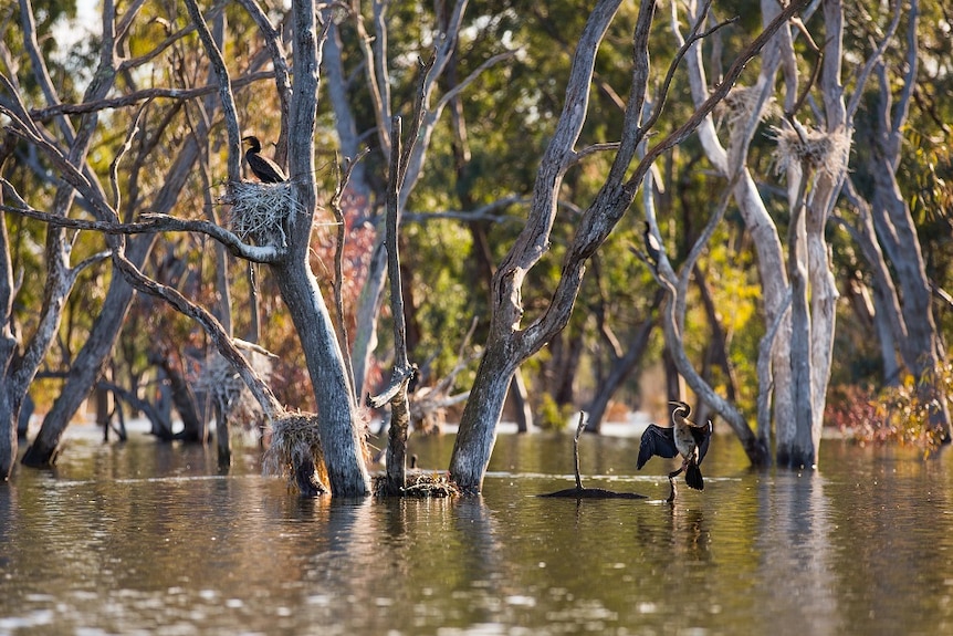 Birds have made nests in trees over a swamp and they a roosting and stretching their wings.