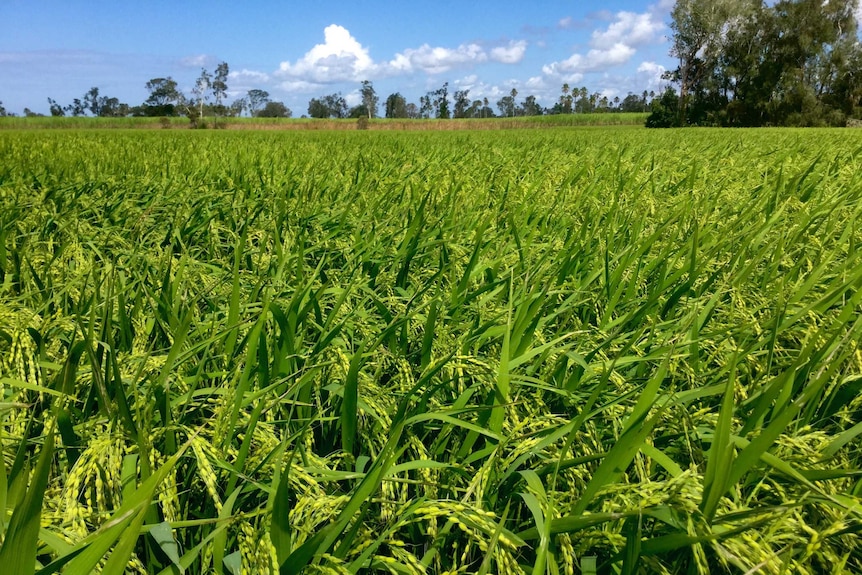 rice growing near Lismore