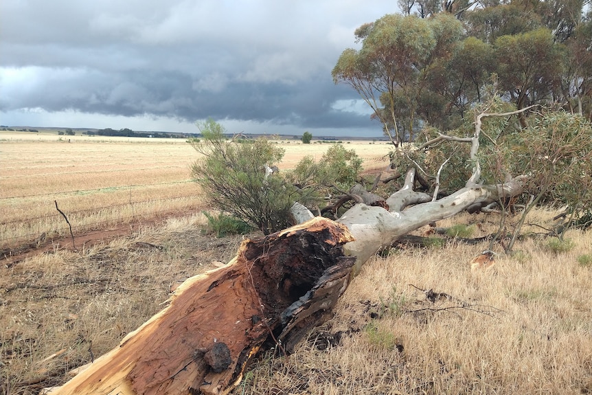 A burnt tree truck lies on its side on a grassy plain in the country with moody skies behind