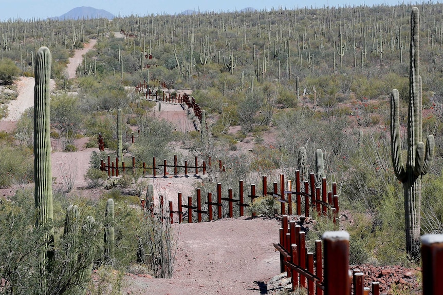 You view a desert landscape with cacti stretching to the horizon with a knee-height steel fence wrapping around the flora.