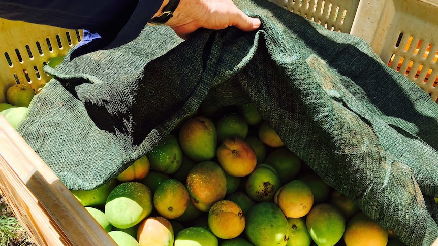 After grading and ripening, the first Manbulloo Mangoes are expected to hit supermarket shelves in Brisbane next week