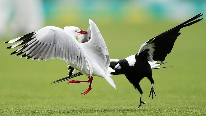 Battle of the birds... a seagull and magpie provide some light entertainment late on day four.