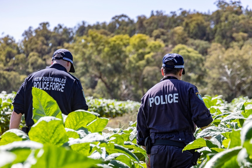 Police in tobacco crop