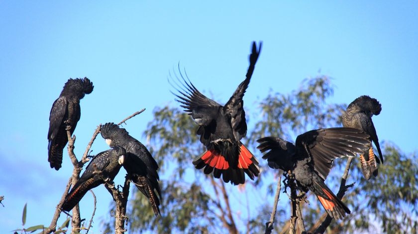 Flock of red tailed black cockatoos