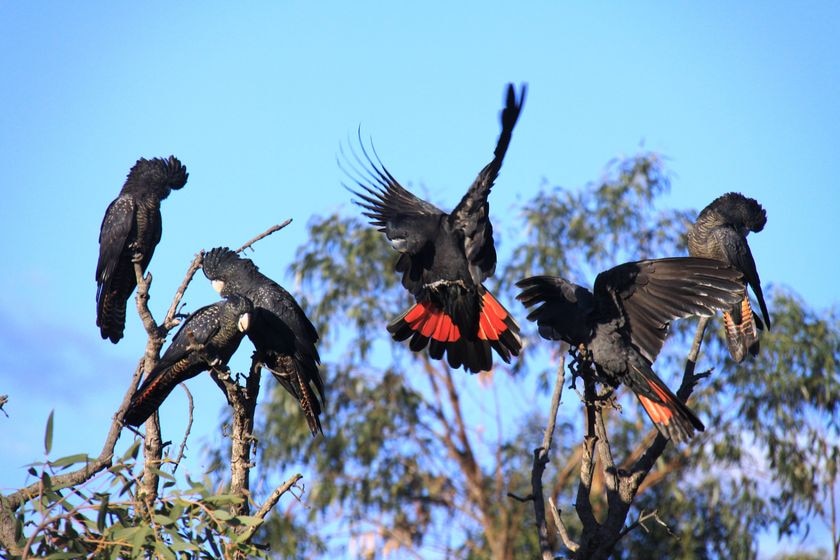 Flock of red tailed black cockatoos